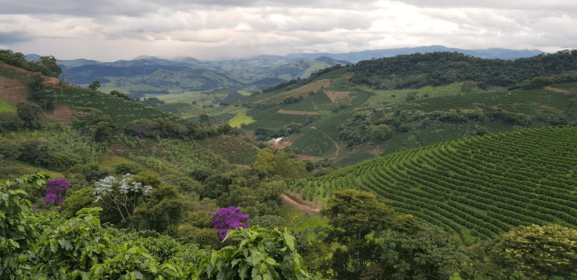 Landschaftsbild der Kaffeefarm in Bairro, Brasilien