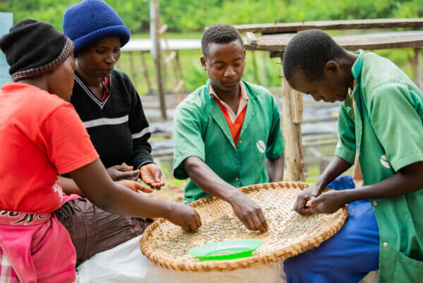 manuelle Sortierung der Bohnen