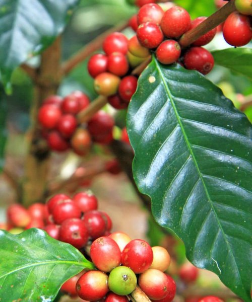 Kaffeepflanze aus Bali