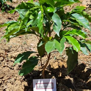 Kaffeepflanze